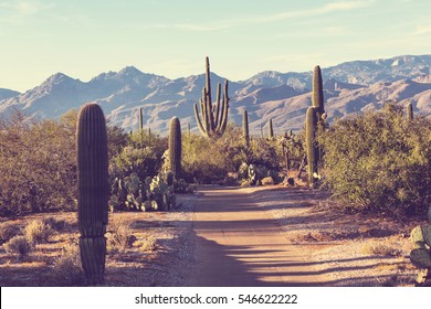 Saguaro National Park