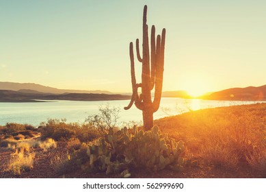 Saguaro National Park