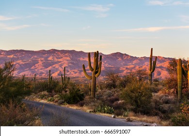 Saguaro National Park