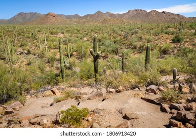 Saguaro National Park In Arizona, USA