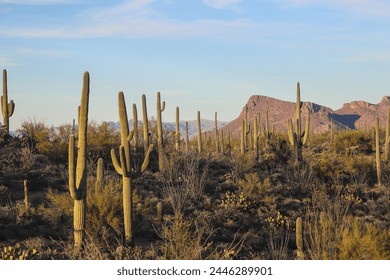 Saguaro National Park, Desert Sunrise, Desert Sunset, Rainbow in the Desert, Cactus Landscape, Cacti, Arid Landscape, Arizona, Tucson Arizona, Saguaro, National Parks, Wonders of the World - Powered by Shutterstock