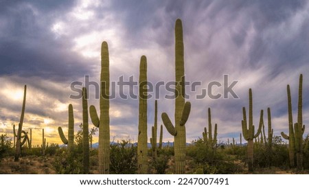 Saguaro National Park Hiking Trail Landscape Series, Field of Saguaro Carnegiea Gigantea Cacti and dramatic sunset cloudscape in Tucson, Arizona, USA