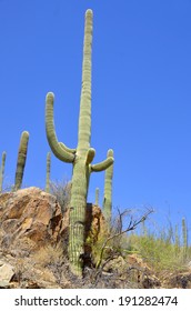 Saguaro National Park, Located In Southern Arizona, Is Part Of The United States National Park System. The Park Is Divided Into Two Sections  Both Districts Conserve Fine Tracts Of The Sonoran Desert