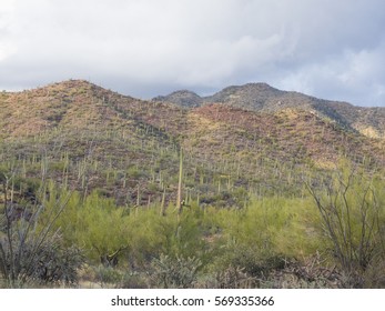 Saguaro National Park Is Located In Southern Arizona On The Outskirts Of Tucson And Is A Part Of The United States National Park System. The Park Preserves The Desert Landscape, Fauna And Flora.