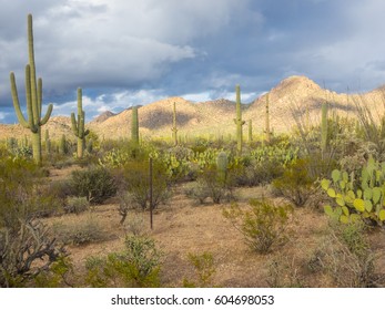 Saguaro National Park Is Located In Southern Arizona On The Outskirts Of Tucson And Is A Part Of The United States National Park System. The Park Preserves The Desert Landscape, Fauna And Flora.