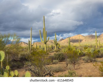 Saguaro National Park Is Located In Southern Arizona On The Outskirts Of Tucson And Is A Part Of The United States National Park System. The Park Preserves The Desert Landscape, Fauna And Flora.