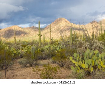 Saguaro National Park Is Located In Southern Arizona On The Outskirts Of Tucson And Is A Part Of The United States National Park System. The Park Preserves The Desert Landscape, Fauna And Flora.