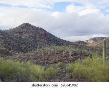 Saguaro National Park Is Located In Southern Arizona On The Outskirts Of Tucson And Is A Part Of The United States National Park System. The Park Preserves The Desert Landscape, Fauna And Flora.