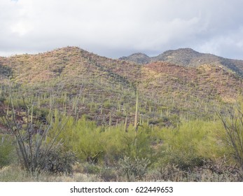 Saguaro National Park Is Located In Southern Arizona On The Outskirts Of Tucson And Is A Part Of The United States National Park System. The Park Preserves The Desert Landscape, Fauna And Flora.