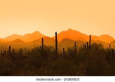 Saguaro National Park In Sun Set