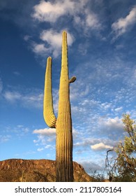 Saguaro National Park - Tucson - Cactus 