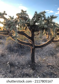 Saguaro National Park - Tucson - Cactus 