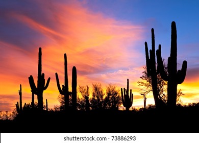 Saguaro Silhouette In Fiery Sonoran Desert Sunset Lit Sky.