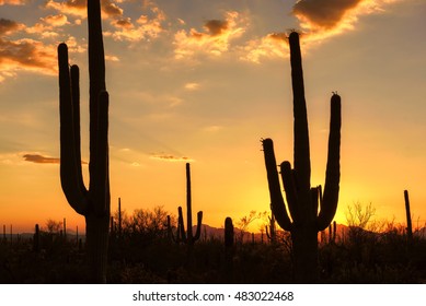 Saguaro Silhouette at Sunset in Arizona - Powered by Shutterstock