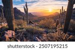 Saguaro sunset in the majestic McDowell Mountains overlooking Scottsdale, AZ