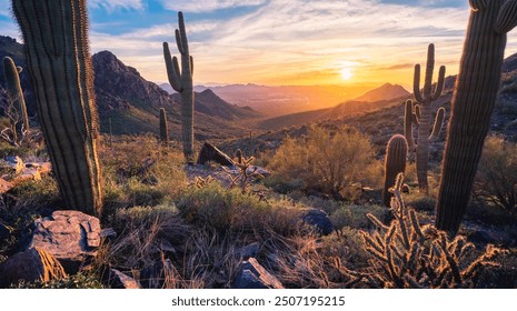 Saguaro sunset in the majestic McDowell Mountains overlooking Scottsdale, AZ