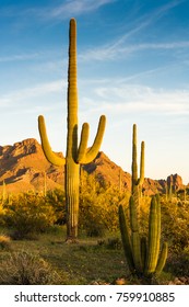 Saguaro At Sunset At Organ Pipe Cactus National Monument, Arizona, USA