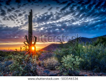 Saguaro at sunset in the Sonoran desert in Scottsdale, Arizona. Dramatic cloudscape captured with 5 image HDR photo. 