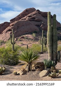 Saguaros At Desert Botanical Garden Phoenix, AZ.