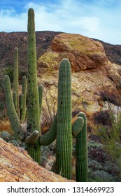 Saguaros In Front Of Javelina Rocks In The Saguaro National Monument. 