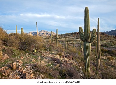 Saguaros Off Apache Trail.