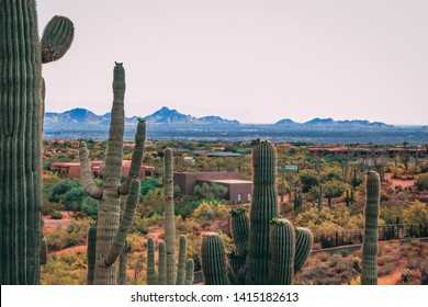 Saguaros And A Southwest Style Home In The Background