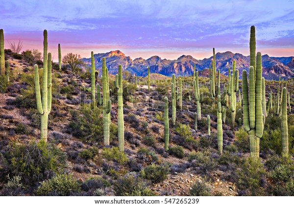 Saguaros Sunrise Near Phoenix Stock Photo 547265239 | Shutterstock