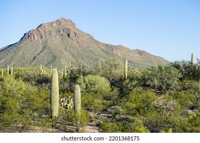 Saguaros In Tucson Arizona Desert