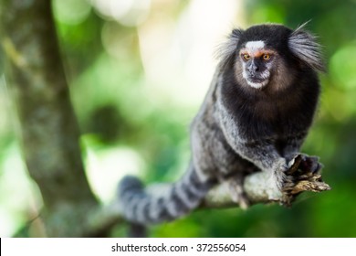 Sagui monkey in the wild in Rio de Janeiro, Brazil. The black-tufted marmoset (callithrix penicillata) lives primarily in the Neo-tropical gallery forests of the Brazilian Central Plateau.