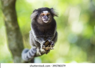 Sagui monkey in the wild in Rio de Janeiro, Brazil. The black-tufted marmoset (callithrix penicillata) lives primarily in the Neo-tropical gallery forests of the Brazilian Central Plateau.