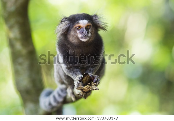 ブラジルのリオデジャネイロの野生のサグイ猿 黒い房状のマルモセット ペニシラタ は 主にブラジル中央台地のネオ熱帯のギャラリー林に住んでいる の写真素材 今すぐ編集