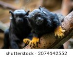 Saguinus Midas red-handed tamarin funny black monkey animal on wood