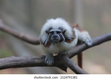  Saguinus Oedipus So Cute In Spring