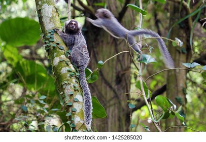 Monkey trail Images, Stock Photos & Vectors | Shutterstock