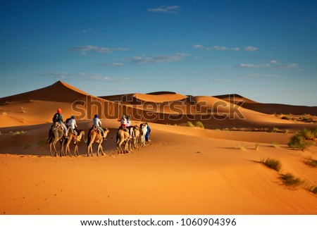 Sahara desert camels trekking tours with berbers adventure safari dromadaires riding and berber guiding excursion  in Merzouga Dubai, Oman, Bahrain Morocco or Kuwait dunes 