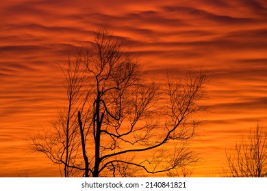 Sahara Dust In Evening Clouds With Tree Silhouettes 