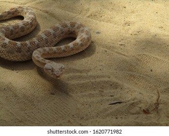 Sahara Snake Tunis Nature Reserve