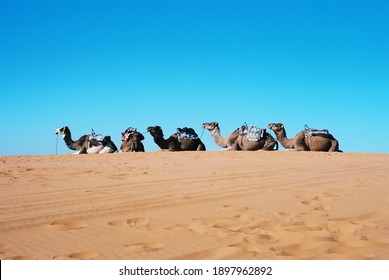 Saharan Desert Dunes With Wildlife