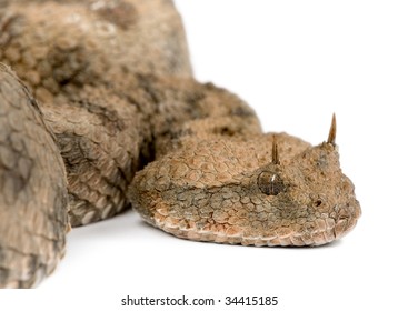 Saharan horned viper - Cerastes cerastes in front of a white background - Powered by Shutterstock