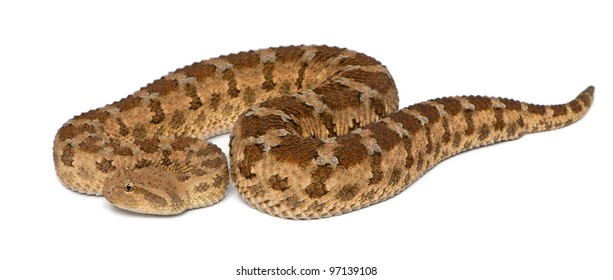 105 Saharan Horned Viper Images, Stock Photos & Vectors | Shutterstock