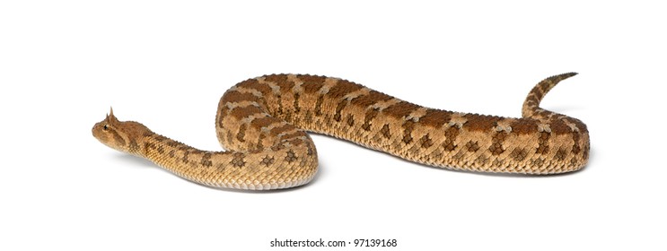 1,569 Horn Viper Images, Stock Photos & Vectors | Shutterstock