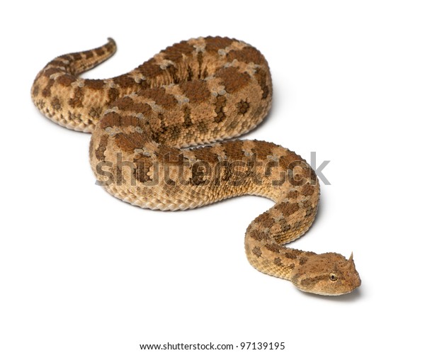 Download Saharan Horned Viper Cerastes Cerastes Poisonous Stock Photo (Edit Now) 97139195