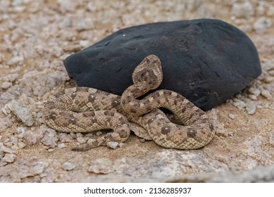 318 Horned desert viper Images, Stock Photos & Vectors | Shutterstock