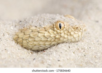 Saharan Sand Viper / Cerastes Vipera