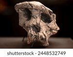 Sahelanthropus tchadensis is an extinct species of the hominid dated to about 7 million years ago