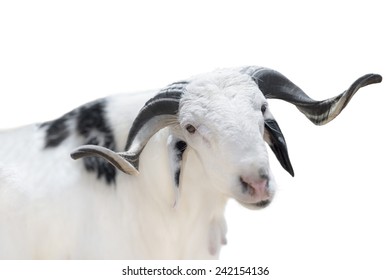 Sahelian Ram with a white and black coat, isolated  