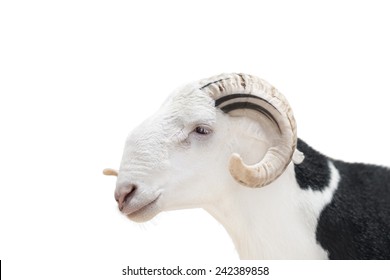 Sahelian Ram with a white and black coat, isolated  