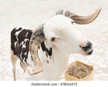 Sahelian Ram with a white and black coat