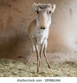 Saiga Antelope Dasha In Yashkul Nursery