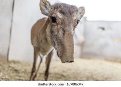 Saiga Antelope Dasha In Yashkul Nursery